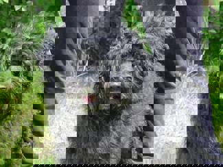 Felix 1 (1)