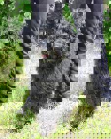 Felix 1 (1)