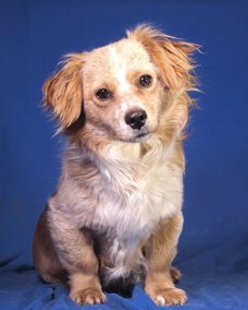Pedro 1