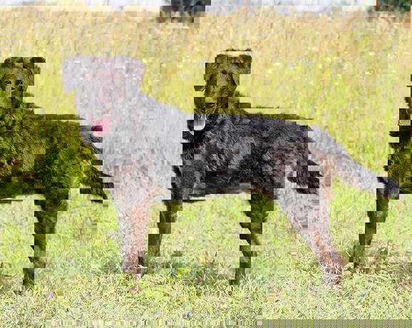 Dalmi 2