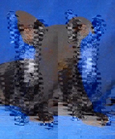 Noki 3 (1)