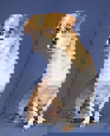 Bobo 3