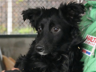 Samson 1