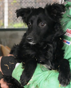 Samson 1