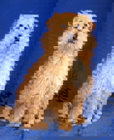 Vili 1 (1)