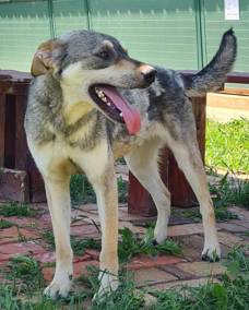 Remi 2 (2)