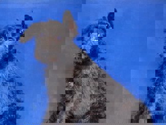 Danka 1 (1)