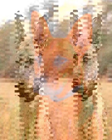 Isis 4