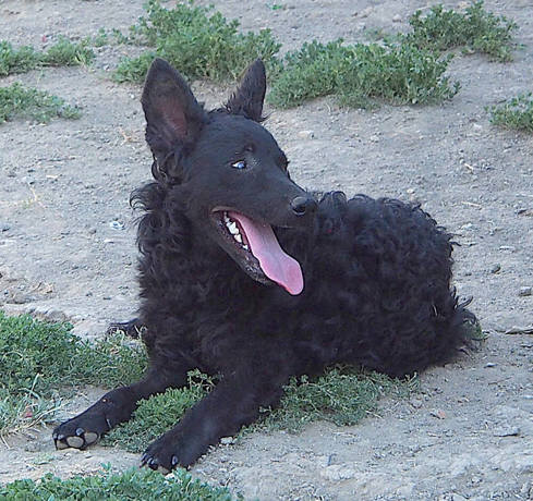 Ziggy 2 (2)