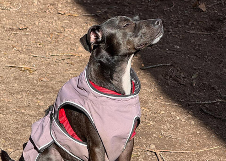 Agi4