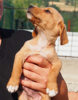 Finn 2 (2)