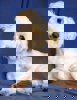 Nicholas 4