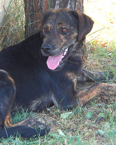 Ronja 1