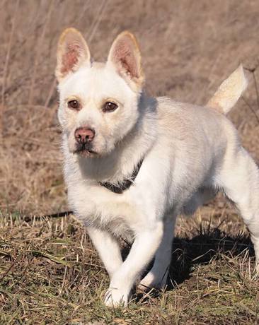 Moki 1