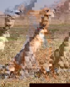 Honey 1