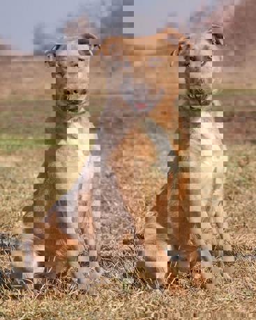 Honey 1