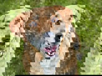 Pongo 4