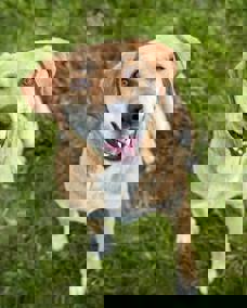 Pongo 4