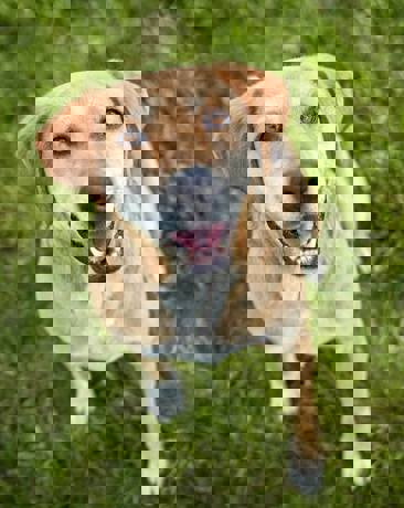 Pongo 4