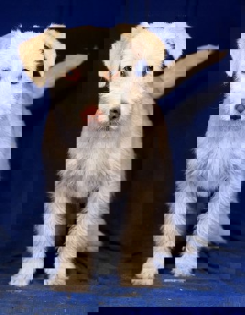 Bernie 4 (1)