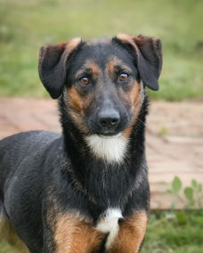 Bessy 1 (1)