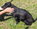 Negra 2