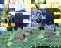 Cora 4