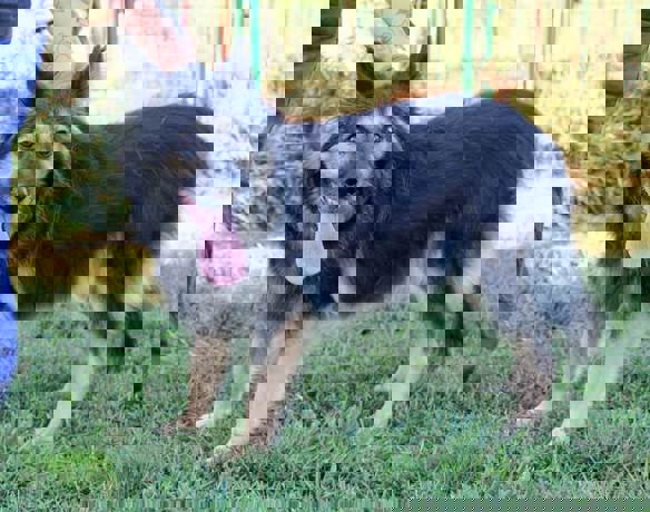Cora 4