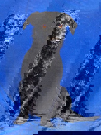 Regina 1