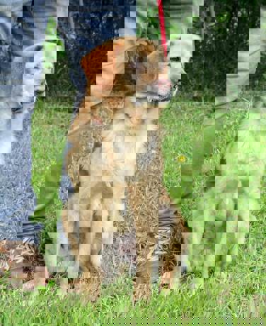 Simon 4 (1)