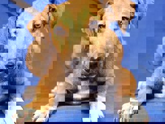Nino 1
