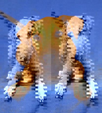 Nino 1