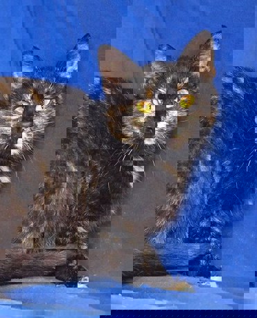 Karma 1
