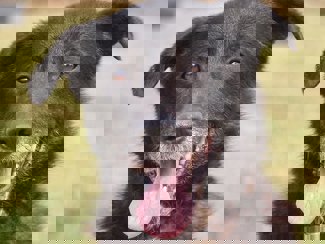 Rex 1