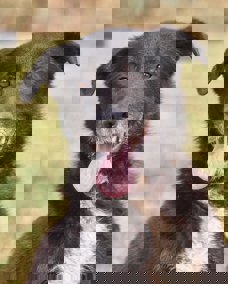 Rex 1