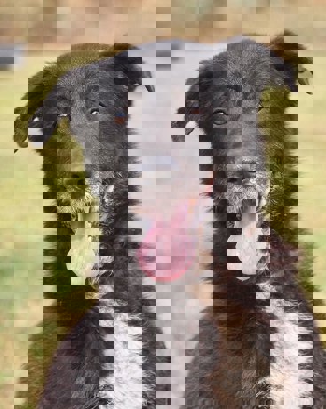 Rex 1