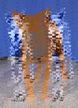 Lupi 3 (1)