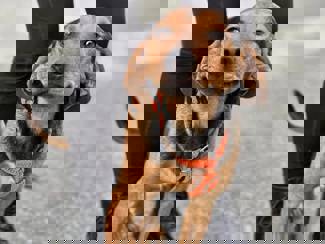 Dora 1