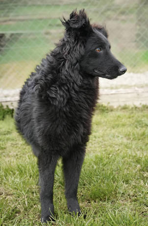 Greta 4