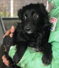 Samson 2
