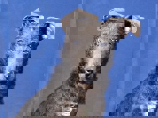 Mouse 1
