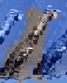 Mouse 1