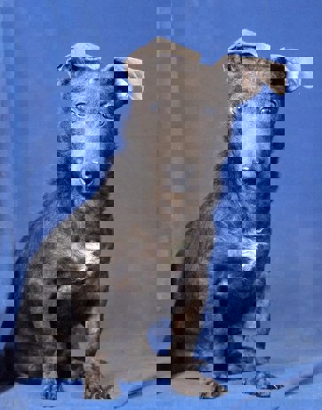 Mouse 1