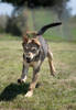 Remi 3 (1)