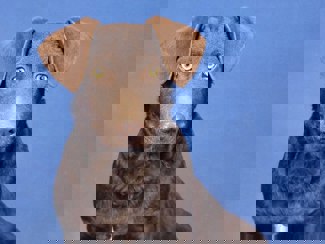 Ziggy 1
