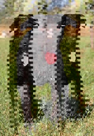 Bailey3