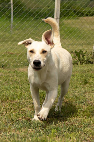 Linus 1 (2)