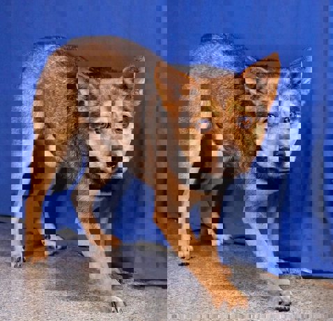 Lupi 2 (1)