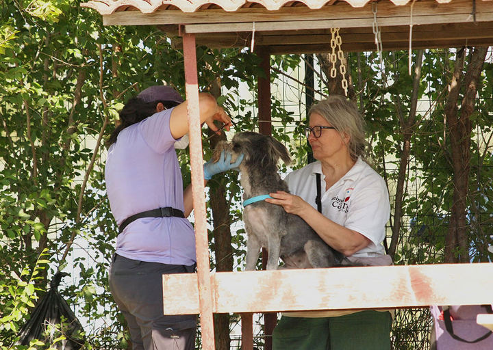Aca Careday Mai 2026 Carol 26 05310509