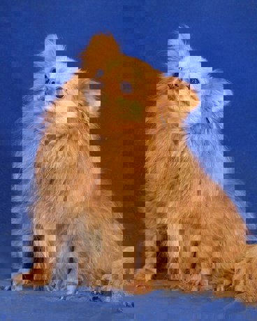 Angel 3